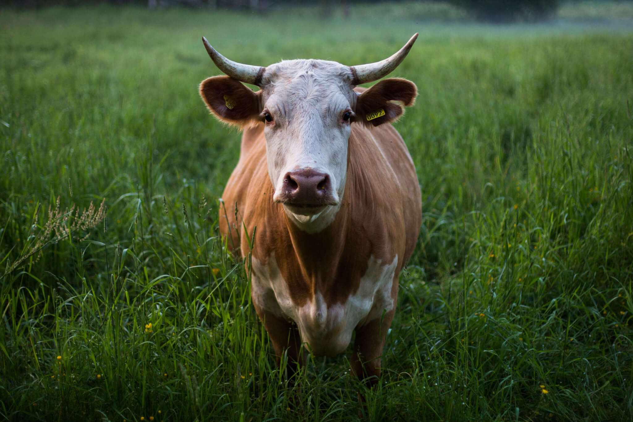 COW