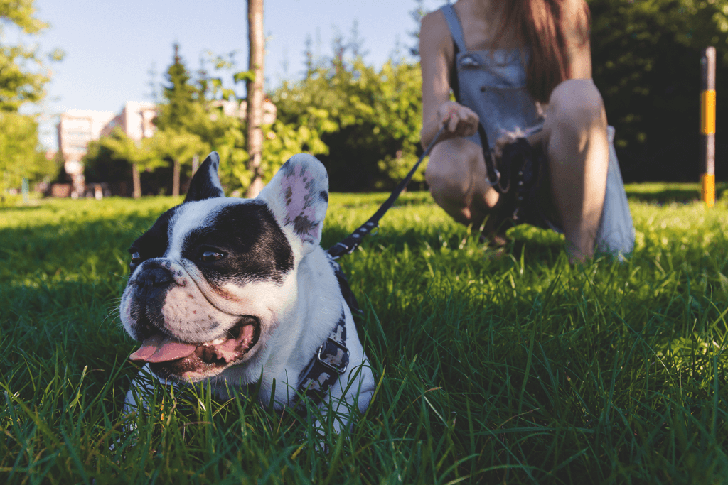 petfriendly_porto-alegre